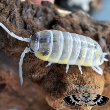 TC INSECTS 10 Porcellio ornatus Witch's Brew Isopods Live Clean Up Crew