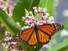 MILKWEED SEEDS WILD  20 SEEDS (LETS SAVE THE MONARCH BUTTERFLIES TOGETHER