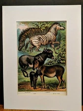 1880 Henry J Johnson Zebra Ass Quagga Plate XXXIII Ungulata Art Print Matted