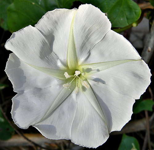 MOONFLOWER WHITE Fragrant Night Blooming Morning Glory Vine Non-GMO USA 25 Seeds - Picture 4 of 12