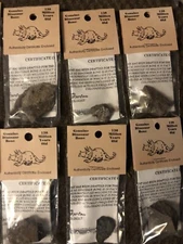 GENUINE DINOSAUR BONE SPECIMEN AUTHENTICITY CERTIFIED Collectors Fossil