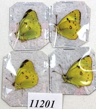 Pieridae Colias hyale 4 pcs /11201/  Zmyiv reg,Kharkiv Ukraine