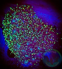 SAF~Neon Green Galaxia  Coral Frag WYSIWYG”, SPS, Live Coral Colony, Acro, Monti