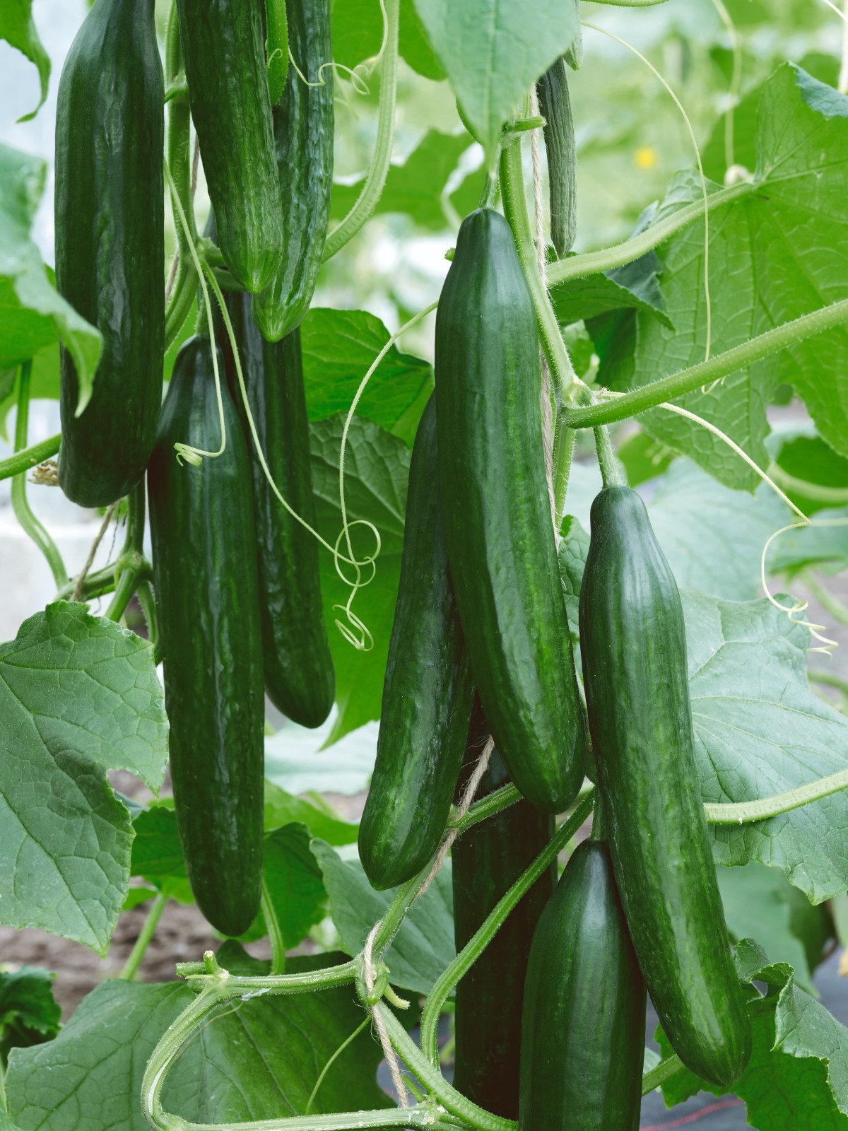 CUCUMBER  FEMSPOT IMPROVED F1 (GREENHOUSE) 50 SEEDS  ALL FEMALE - BULK