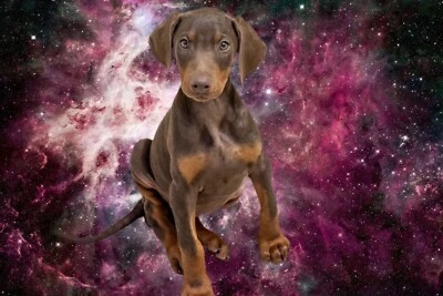 doberman gumtree