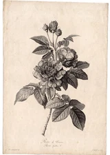 Antique Print-FRENCH ROSE-ROSA GALLICA L.-Godefroy-van Spaendonck-1799