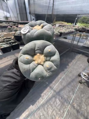 8cm Premium Seedling grafted Zhongyong Large Tuber, Own Root Pot Removable #410