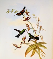 Gould FELICIA'S ERYTHRONOTE Hummingbirds Vintage Bird Art Print Bookplate 317