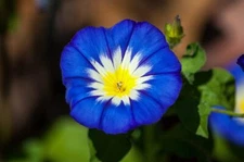 Morning Glory Ensign Roya Blue Seeds | 100 Seeds to Plant | Beautiful Flowering 