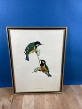 John Gould Original Lithograph Parus Arfaki Richter Meyer