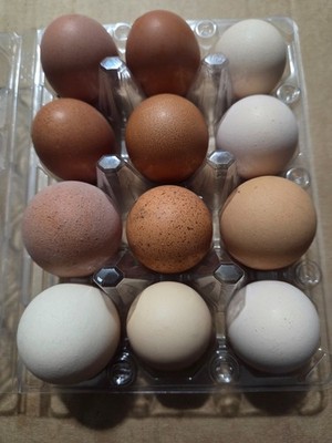 Brown /Red/Pink Layer Hatching Eggs (ONLY) 1 dozen