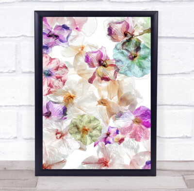 Orchidee Blumen Lichtblume Flora Floral Grafik High Key Wandkunstdruck