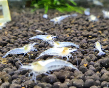 10 1 Snowball Shrimp USA BRED Live Freshwater Aquarium Shrimp Neocaridina