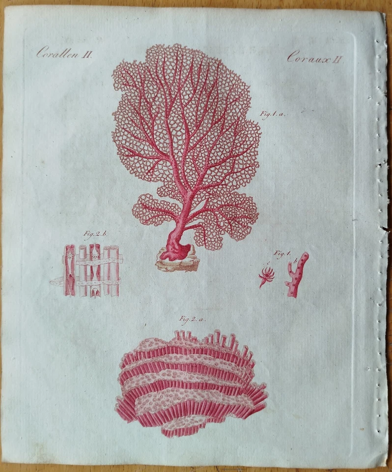 Koralle Seefächer # Bertuch Originaldruck Koloriert # 1792 - Bild 1 von 1