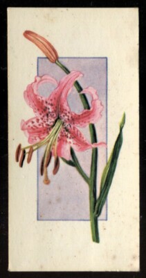 Tabakkarte, Carreras, Black Cat, BLUMEN DAS GANZE JAHR, 1977, Lilium, #42