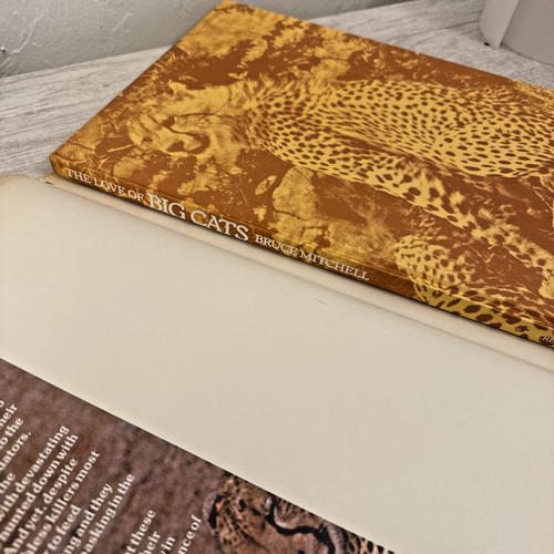 The love of Big Cats - Picture 4 of 14