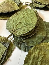 Organic Mulberry Leaves Freshwater Caridina Neocaridina Shrimp Food Qty 10 1