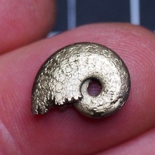 16 mm Ammonite Pyrite Aveyron Jurassic Dino Fossil France lot Golden 2777