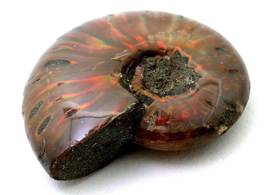 1 9/10 x 1 1/2 INCH RAINBOW IRRIDESCENT OPALIZED FLASH AMMONITE