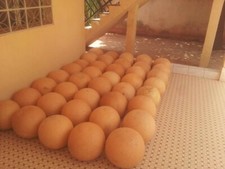 calebasse entière ou calebasse demi 