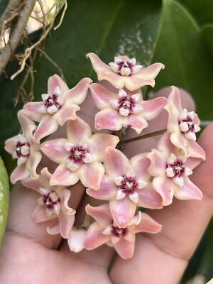Hoya subcalva ( grape fragrance ) 8-15 inchs well rooted.