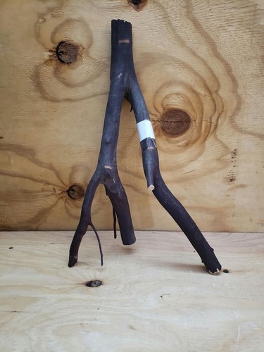 Manzanita forked branch 17.5" long #16 - Picture 5 of 5