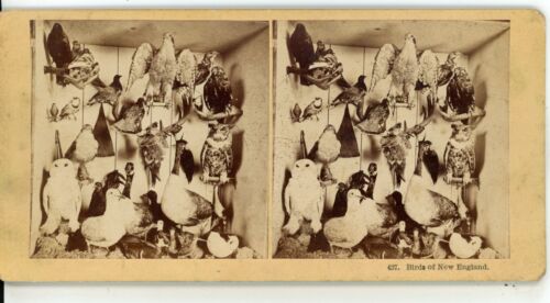 Birds of New England Ducks Owls Animals Genre Kilburn Stereoview - Picture 2 of 3