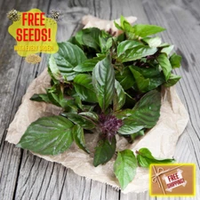 Fresh Sweet Large Leaf Thai Basil Seeds | Heirloom | Non-GMO | Asian Herb Seeds