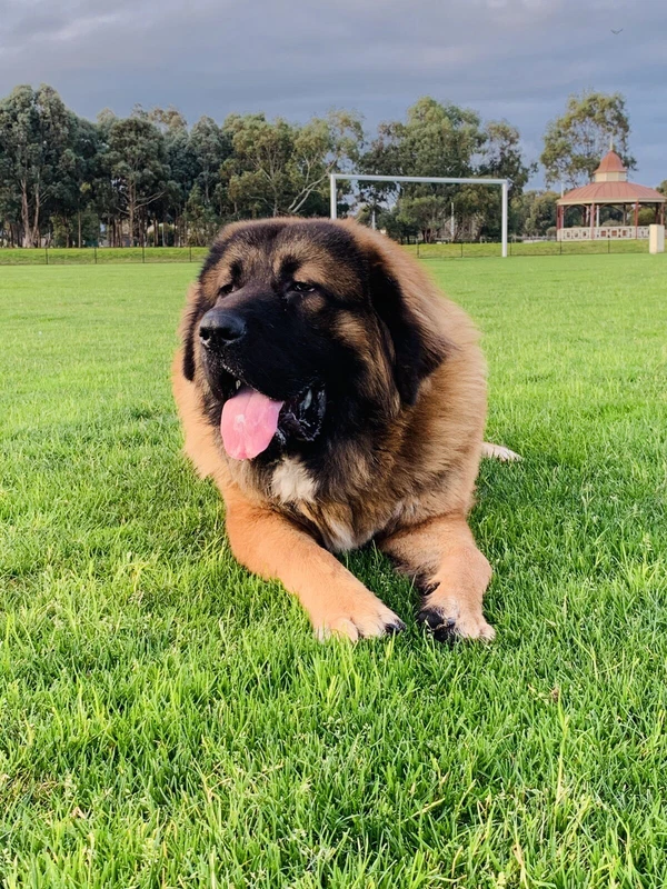tibetan mastiff for sale gumtree