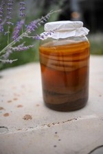 Kombucha SCOBY Organic Assam Black Tea 4  Round W/ Starter Tea