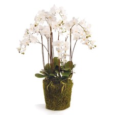 PHALAENOPSIS ORCHID DROP-IN 36"