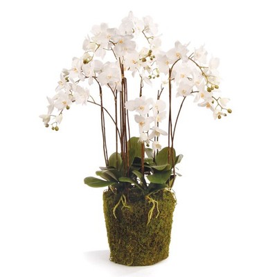 PHALAENOPSIS ORCHID DROP-IN 36''