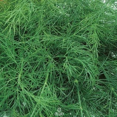 Dill Skif 100 Stück frische Samen, Anethumsamen, Dill, Kräutersamen, Bio Samen, H
