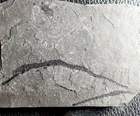 Syngnathus incompletus - Perfectly preserved, big fossil pipefish