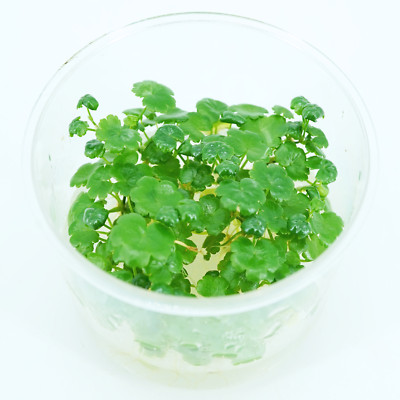 Buy2Get1Free Pennywort Hydrocotyle Tissue Culture Live Aquarium Plant