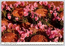 Hawaiian Vanda Orchids Flowers Postcards