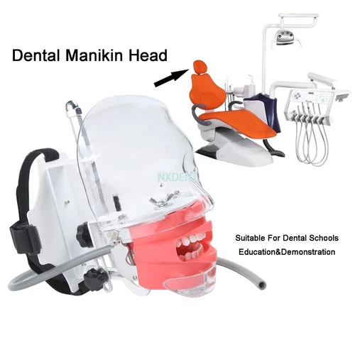 Dental Simulator Phantom Head Model With Teeth For Dentist Teaching Practice