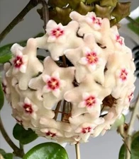 HOYA MATHILDE SPLASH~WAX PLANT WELL ROOTED VINE LIVE PLANT 5" TALL IN 4 POT