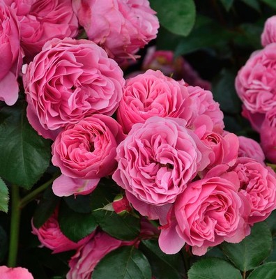 Malerrose Leonardo da Vinci 30-60cm