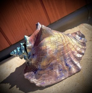 Waterproof metallic Rainbow Glazed Conch Shell