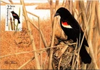 Dr Jim Stamps 22C Red Winged Blackbird First Day Issue Maximum Card