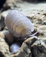 Sandstone Isopods   Natural Earth-Toned Morph   Live Bioactive Clean-Up Crew 7 