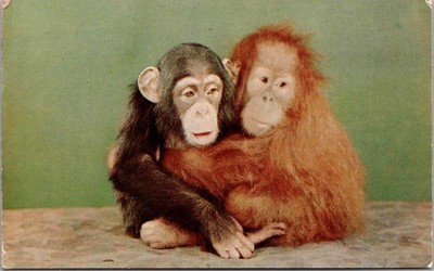 Chimpanzee Orangutan Monkeys Posing Postcard