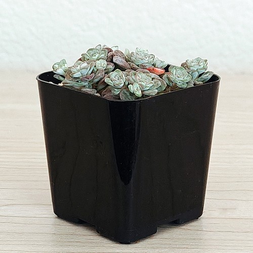 Succulent Live Plant - Sedum Spathulifolium : Cape Blanco Stonecrop - In 2" Pot - Picture 2 of 2