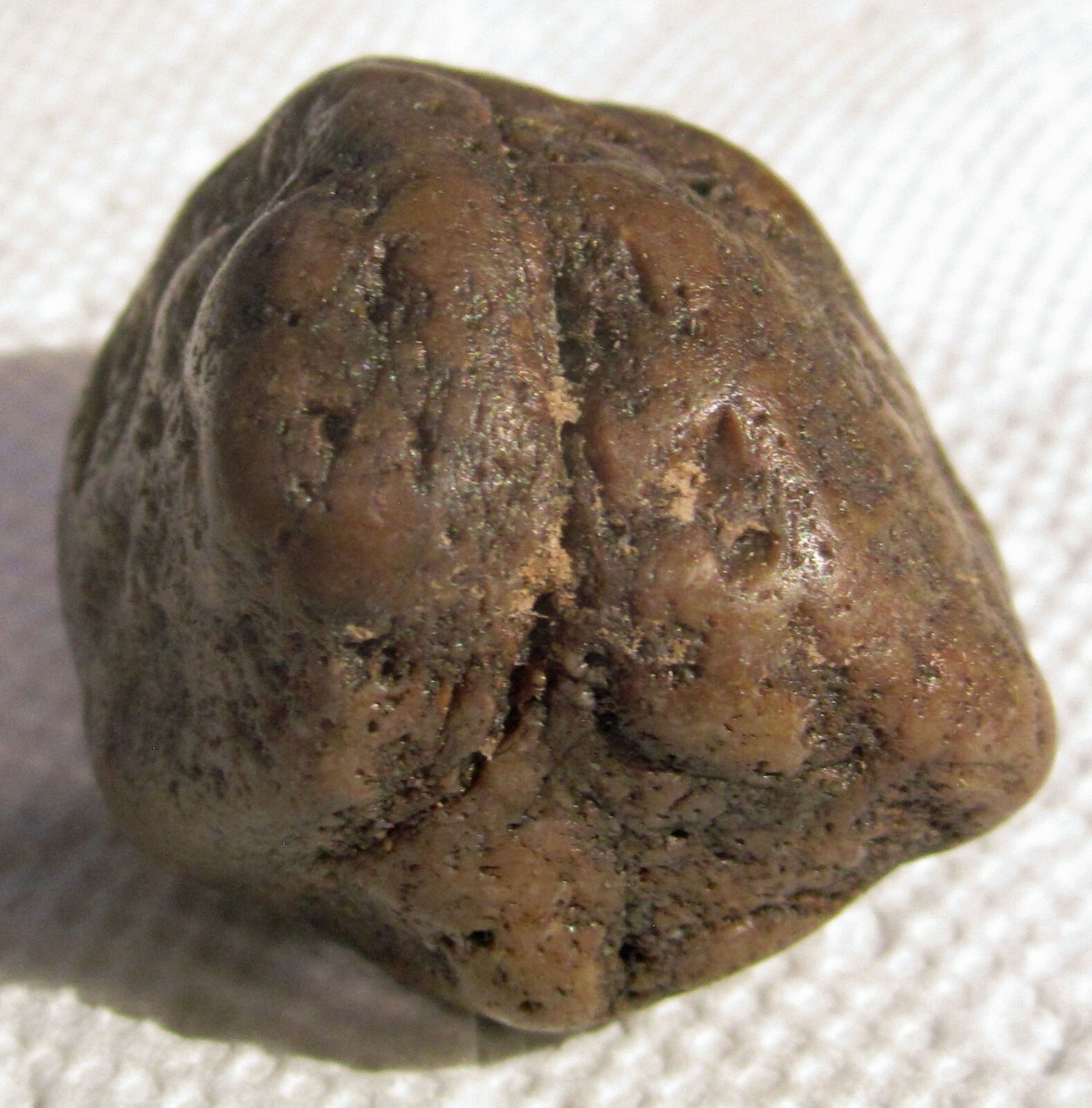 Utah Dinosaur gastrolith (stomach stone or gizzard stone) 2.5 ounce ...