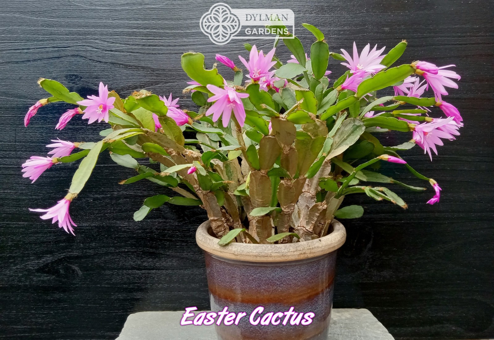 Easter Cactus - Rhipsalidopsis x graeseri - Live Plant 2 to 4 inches - Whitsun
