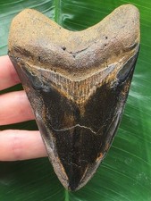 11,6 cm dunkler polierter Zahn des Megalodon - Hai Fosssil Zahn Shark Tooth