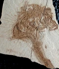Amazing fossil fish.  Looks like s.horse