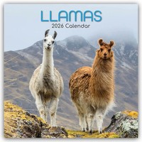Llamas - Lamas 2026 - 16-Monatskalender Gifted Stationery Co. Ltd Kalender 2026