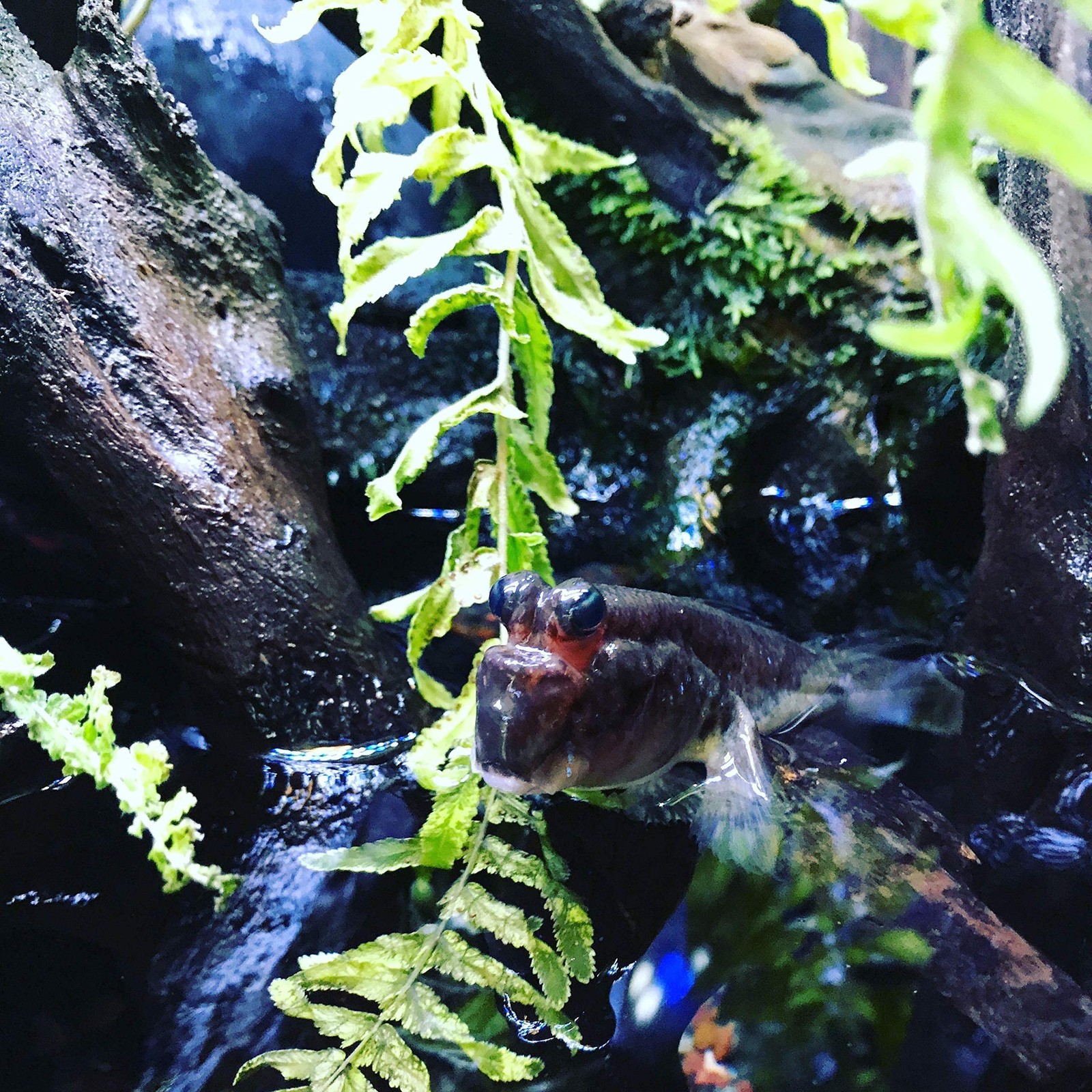 Seachem Prime 250 mL Freshwater Saltwater Aquarium Water Conditioner Detoxifier